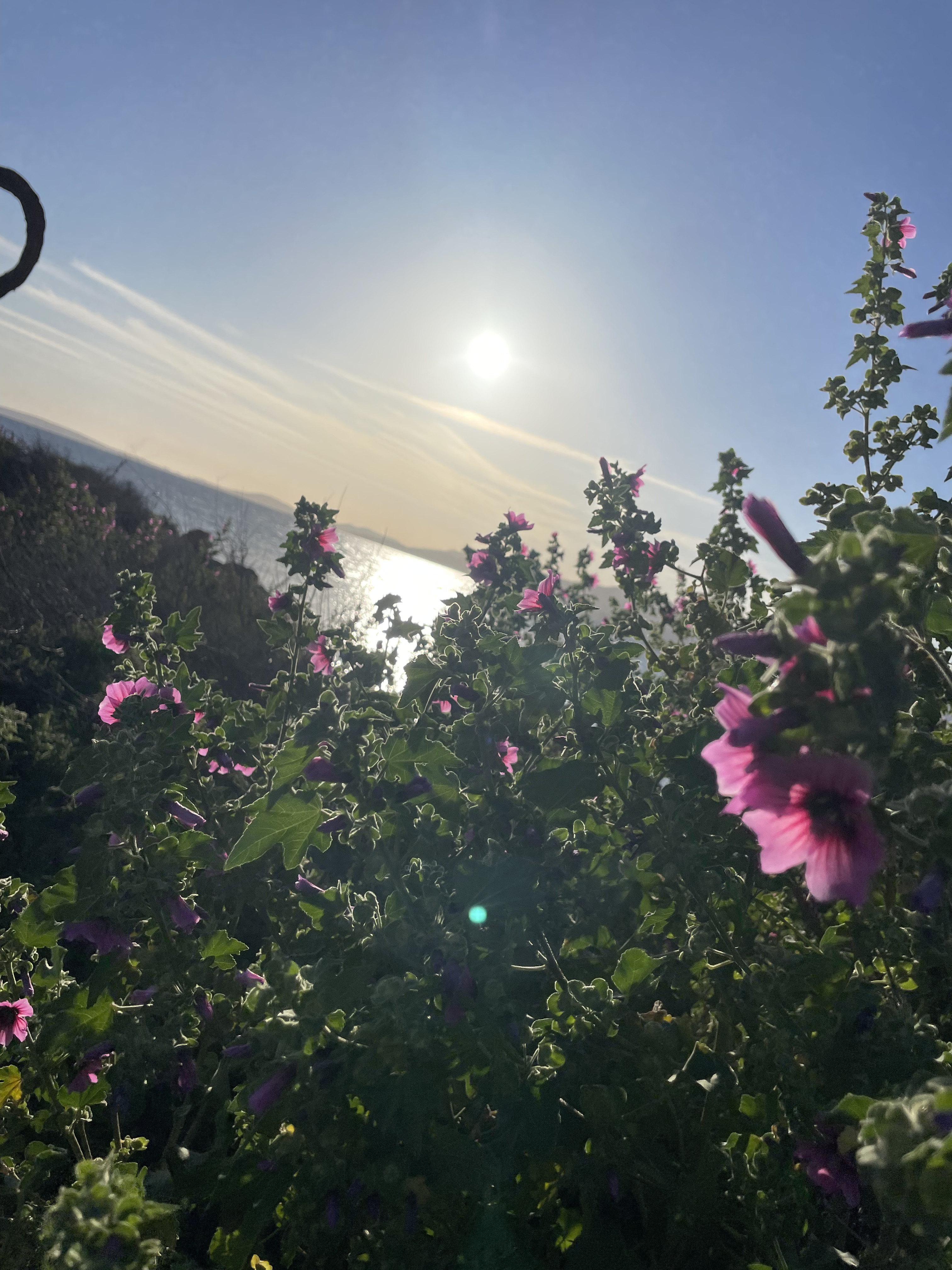 Rosa Blüten im warmen Sonnenlicht